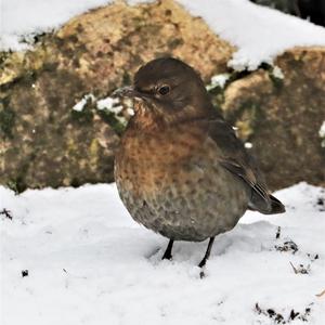 Eurasian Blackbird