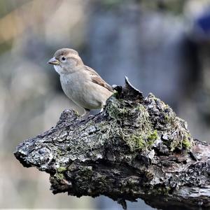 House Sparrow