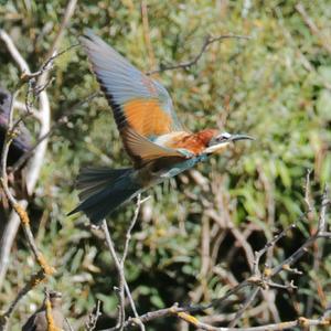 European Bee-eater