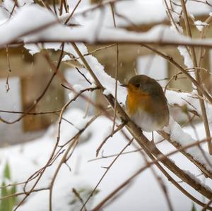 European Robin