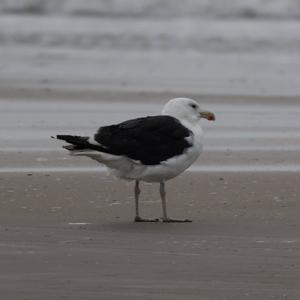 Great Black-backed Gull