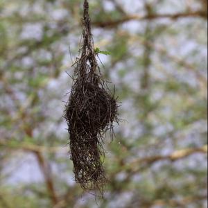 Red-headed Weaver