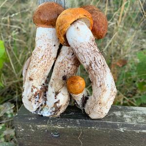 Orange Birch Bolete