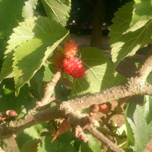 Unknown Species