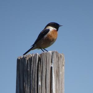 European stonechat