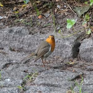 European Robin