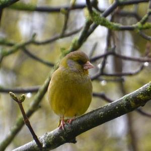 European Greenfinch