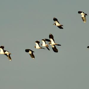 Northern Lapwing