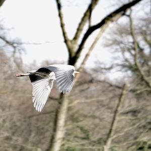 Grey Heron