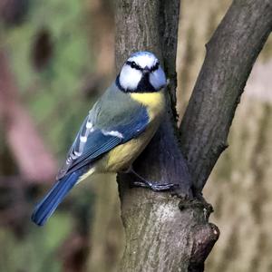 Blue Tit