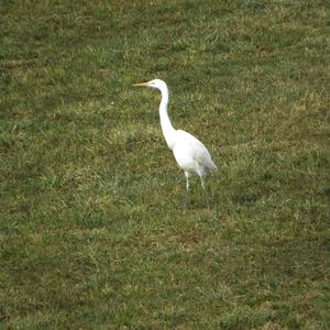 Great Egret