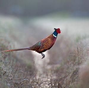 Common Pheasant