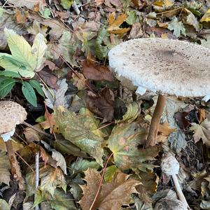 Shaggy Parasol