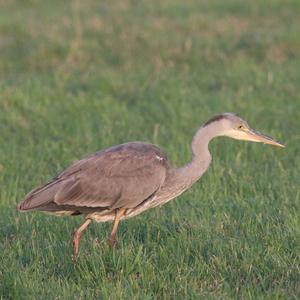 Grey Heron