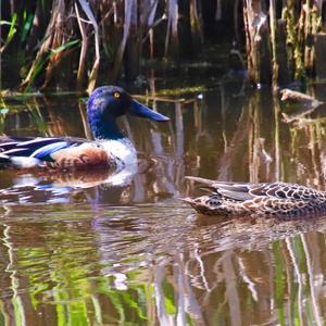 Red Shoveler