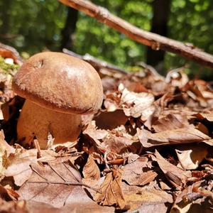 King Bolete