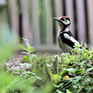 Great Spotted Woodpecker