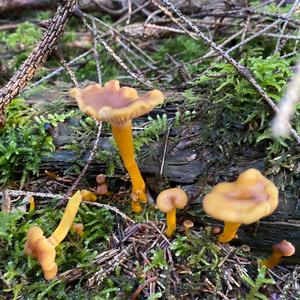 Trumpet Chanterelle