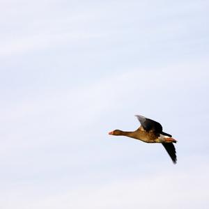 Greater White-fronted Goose