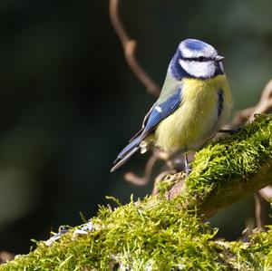 Blue Tit