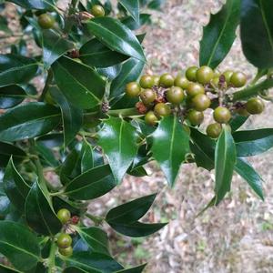 Holly (European)