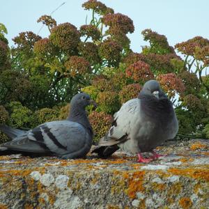 Rock Pigeon