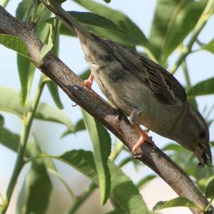 Spanish Sparrow