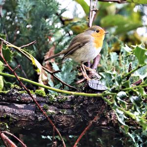 European Robin