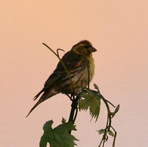 European Serin