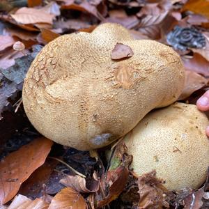 Pigskin Poison Puffball