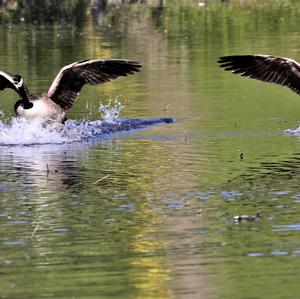 Canada Goose