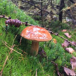 Bay Bolete