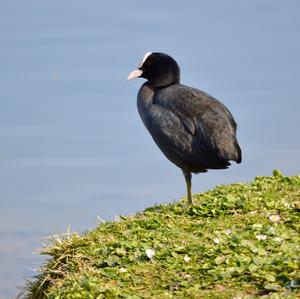 Common Coot