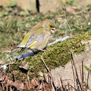 European Greenfinch