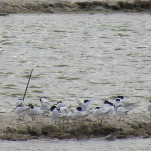 Sandwich Tern