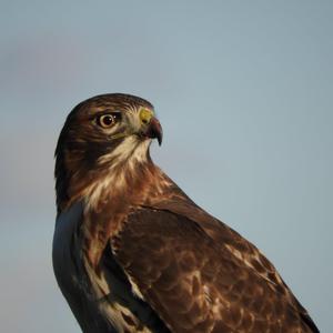 Red-tailed Hawk