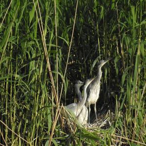 Grey Heron