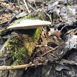 Thick-maze Oak polypore