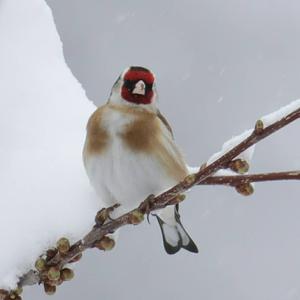 European Goldfinch