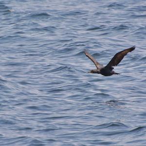 Double-crested Cormorant