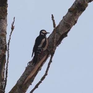 Great Spotted Woodpecker