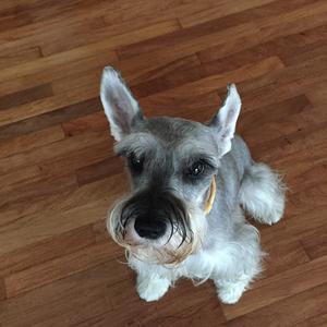 Miniature Schnauzer