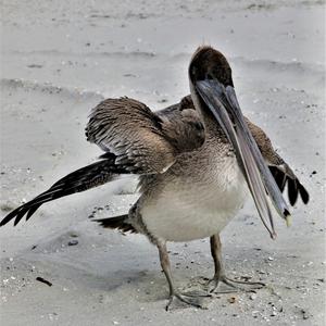 Brown Pelican