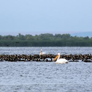 Great Cormorant