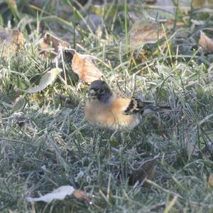 Brambling