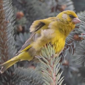 European Greenfinch