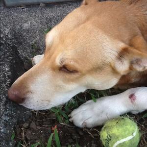 Unknown Breed