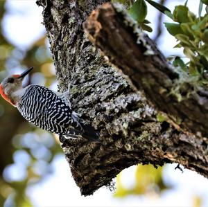 Red-bellied Woodpecker