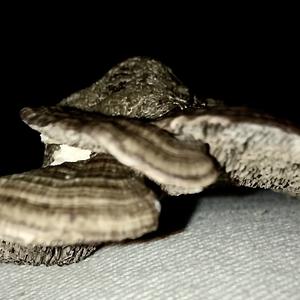 Gill Polypore