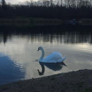 Mute Swan